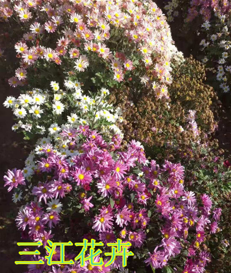 地被菊小苗多年生宿根草本植物地被菊花朵繁密花色丰富