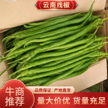 线椒云南精品辣椒产地直供货量充足价格便宜欢迎联系
