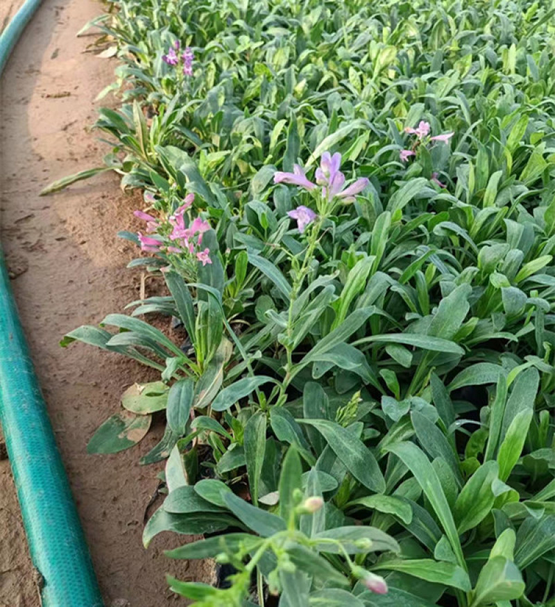 钓钟柳批发吊钟柳种植基地山东钓钟柳供应吊钟柳价格