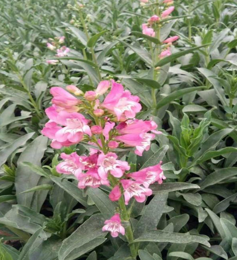 钓钟柳批发吊钟柳种植基地山东钓钟柳供应吊钟柳价格