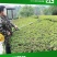 高枝锯多功能汽油修剪机割草机绿篱机高枝剪高枝油锯割灌机