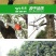 高枝锯多功能汽油修剪机割草机绿篱机高枝剪高枝油锯割灌机