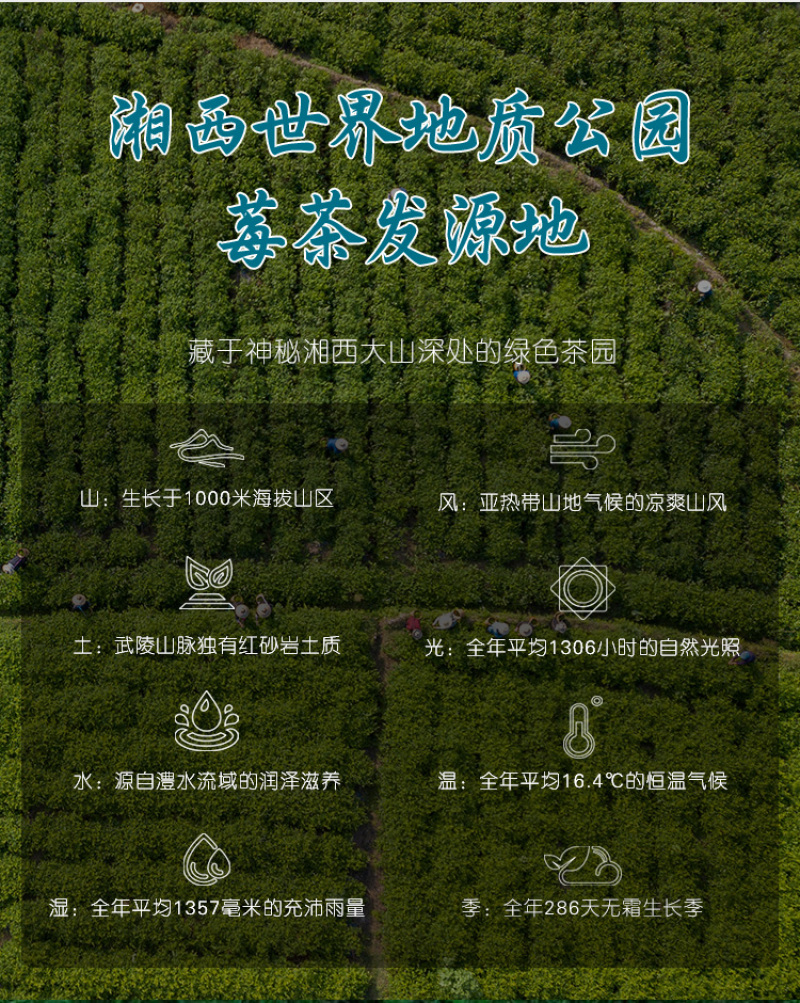 【年货】19.9元20克一罐古溪州大丰莓茶