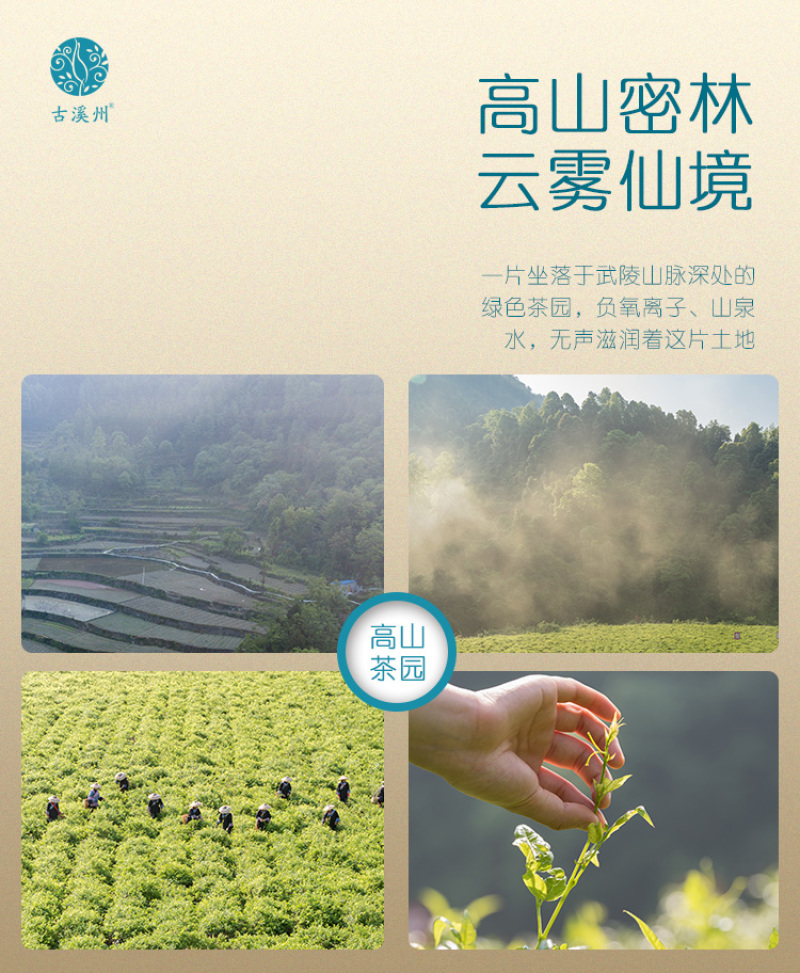【年货】19.9元20克一罐古溪州大丰莓茶