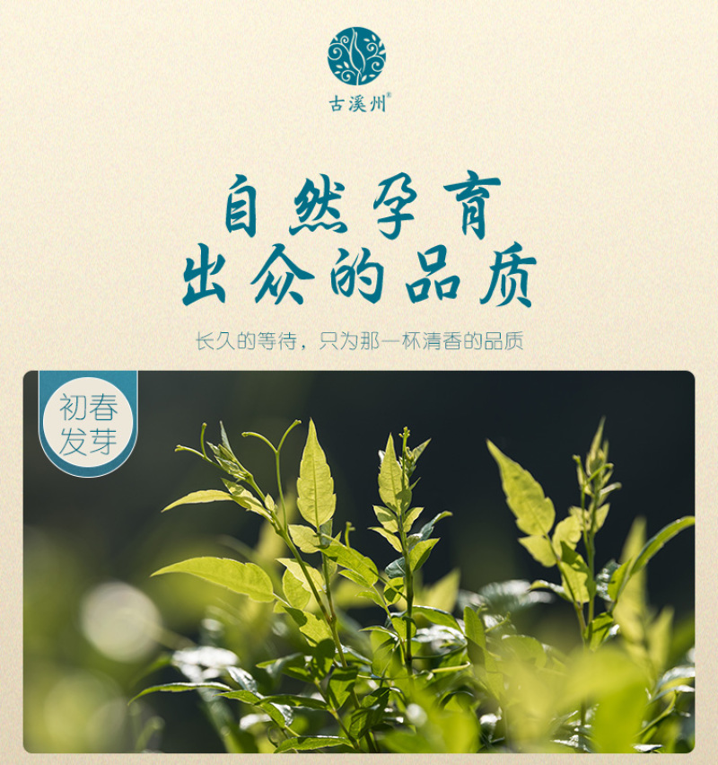 【年货】19.9元20克一罐古溪州大丰莓茶