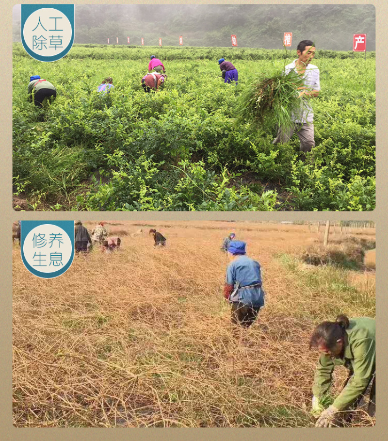 【年货】19.9元20克一罐古溪州大丰莓茶