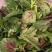 花红苋菜种子圆叶苋菜籽全红苋菜春秋冬四季播种蔬菜抗寒易