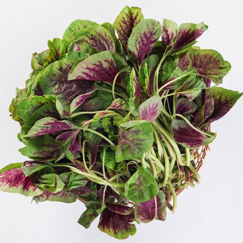 花红苋菜种子圆叶苋菜籽全红苋菜春秋冬四季播种蔬菜抗寒易