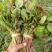 花红苋菜种子圆叶苋菜籽全红苋菜春秋冬四季播种蔬菜抗寒易