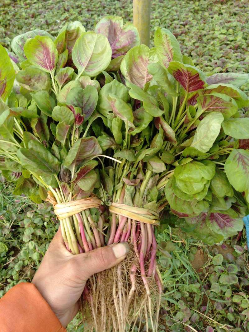 花红苋菜种子圆叶苋菜籽全红苋菜春秋冬四季播种蔬菜抗寒易