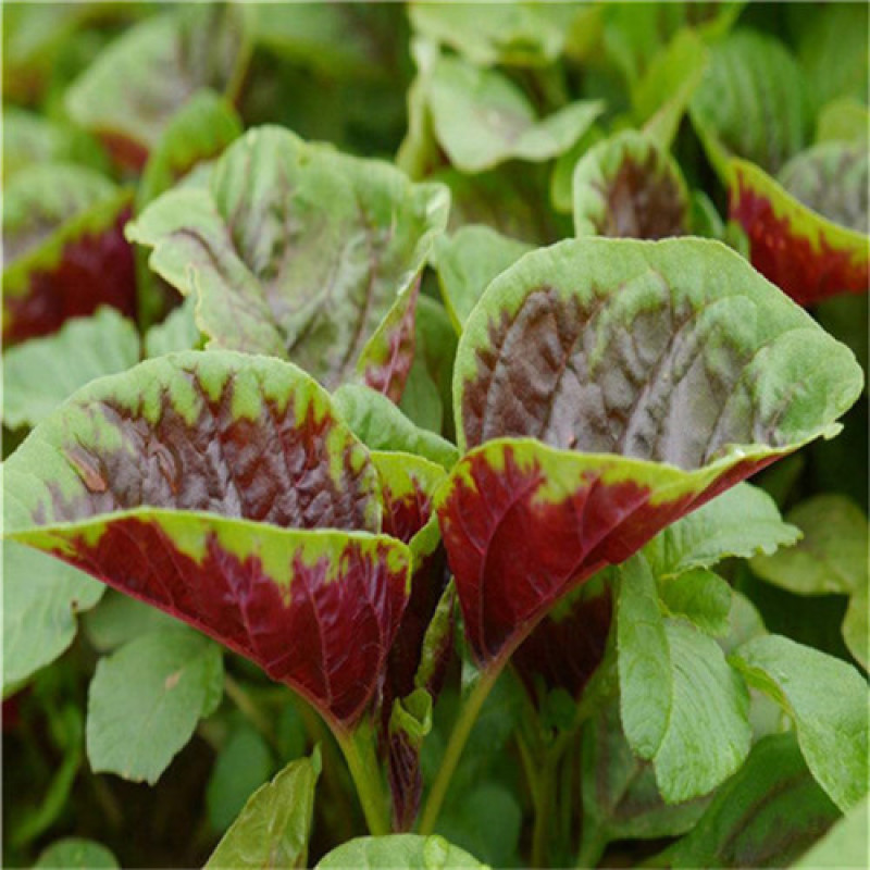花红苋菜种子圆叶苋菜籽全红苋菜春秋冬四季播种蔬菜抗寒易