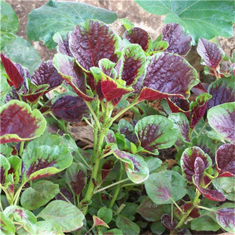 花红苋菜种子圆叶苋菜籽全红苋菜春秋冬四季播种蔬菜抗寒易