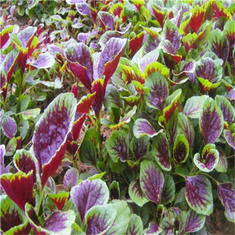 花红苋菜种子圆叶苋菜籽全红苋菜春秋冬四季播种蔬菜抗寒易