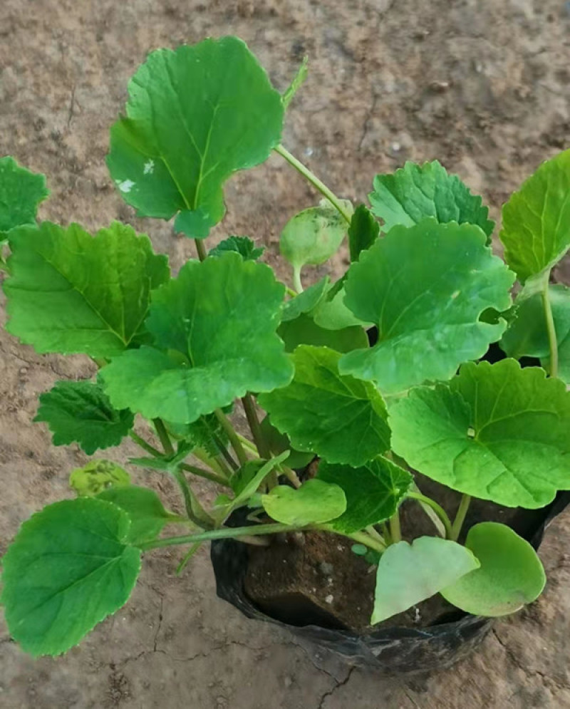 二月兰价格北方早春观花冬季观绿的地被植物二月兰基地