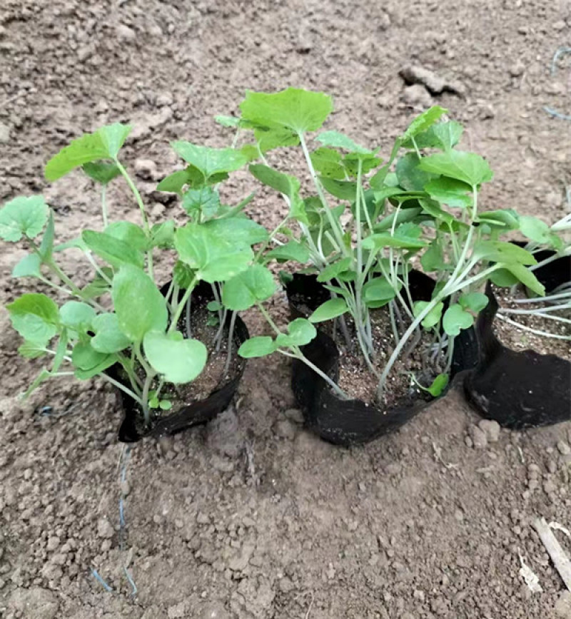 二月兰价格北方早春观花冬季观绿的地被植物二月兰基地