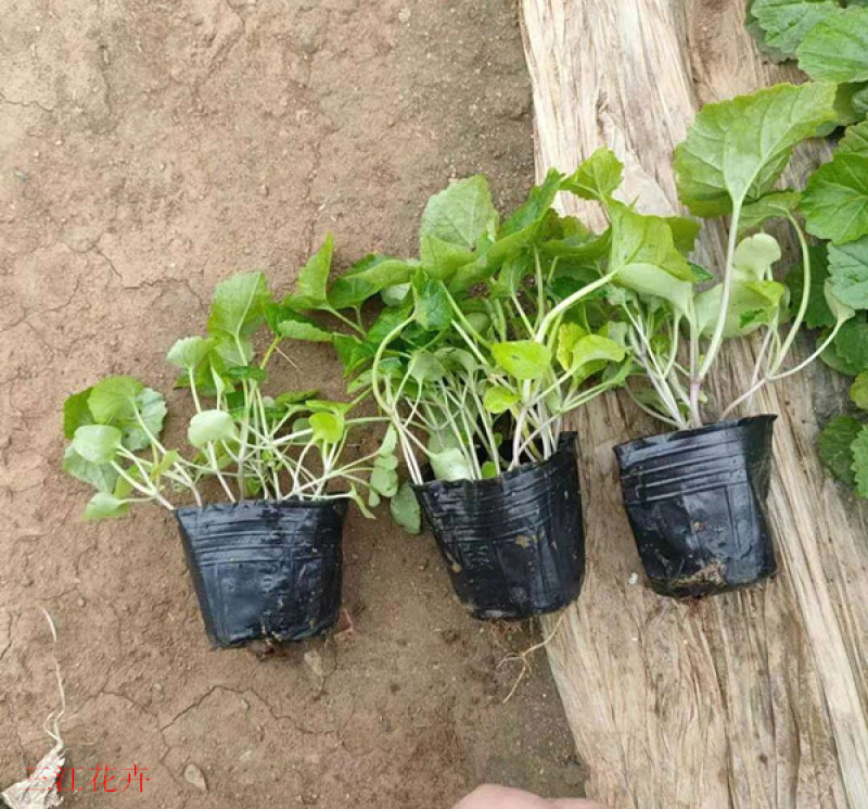 二月兰价格北方早春观花冬季观绿的地被植物二月兰基地