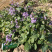 二月兰价格北方早春观花冬季观绿的地被植物二月兰基地
