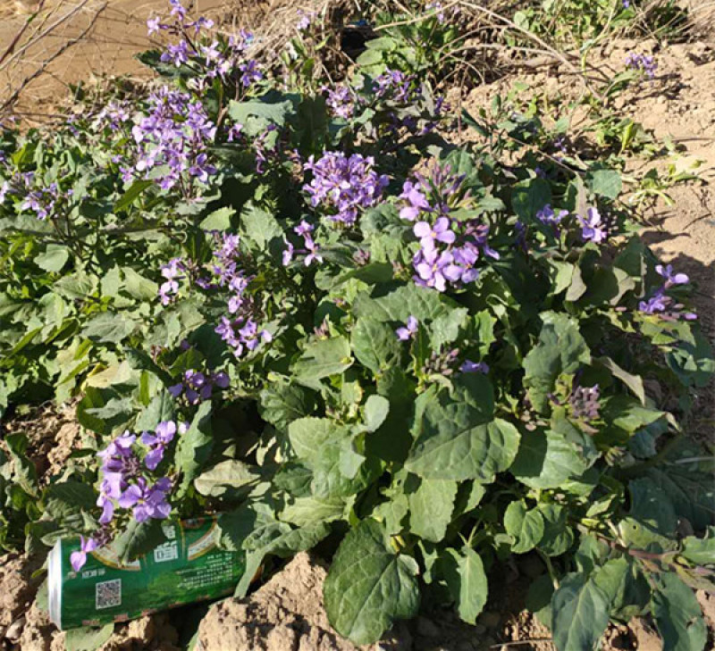 二月兰价格北方早春观花冬季观绿的地被植物二月兰基地