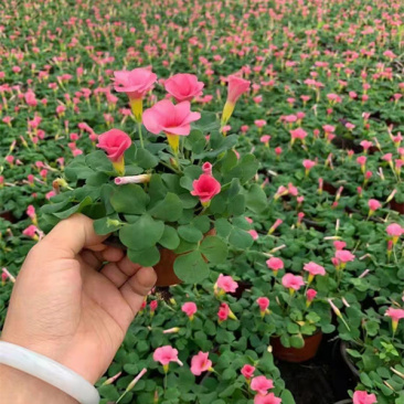 绿化酢浆草花卉大花芙蓉酢浆草红叶绿叶品种多样