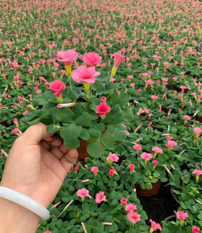 绿化酢浆草花卉大花芙蓉酢浆草红叶绿叶品种多样