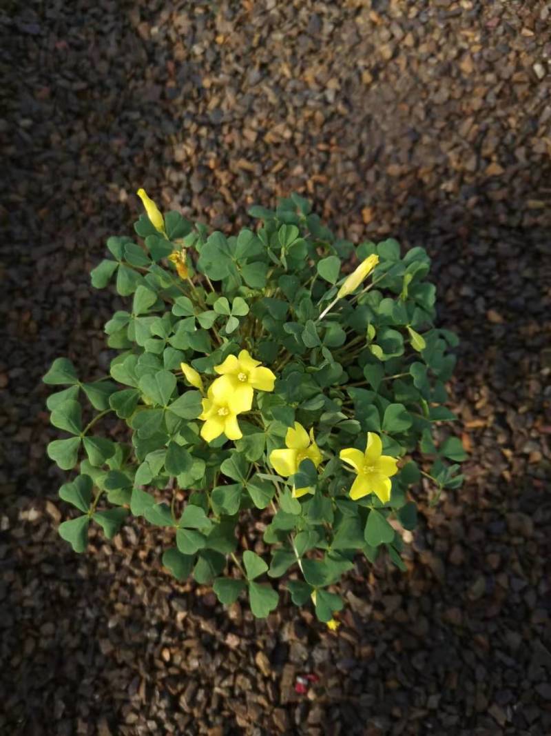 绿化酢浆草花卉大花芙蓉酢浆草红叶绿叶品种多样