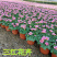 绿化酢浆草花卉大花芙蓉酢浆草红叶绿叶品种多样