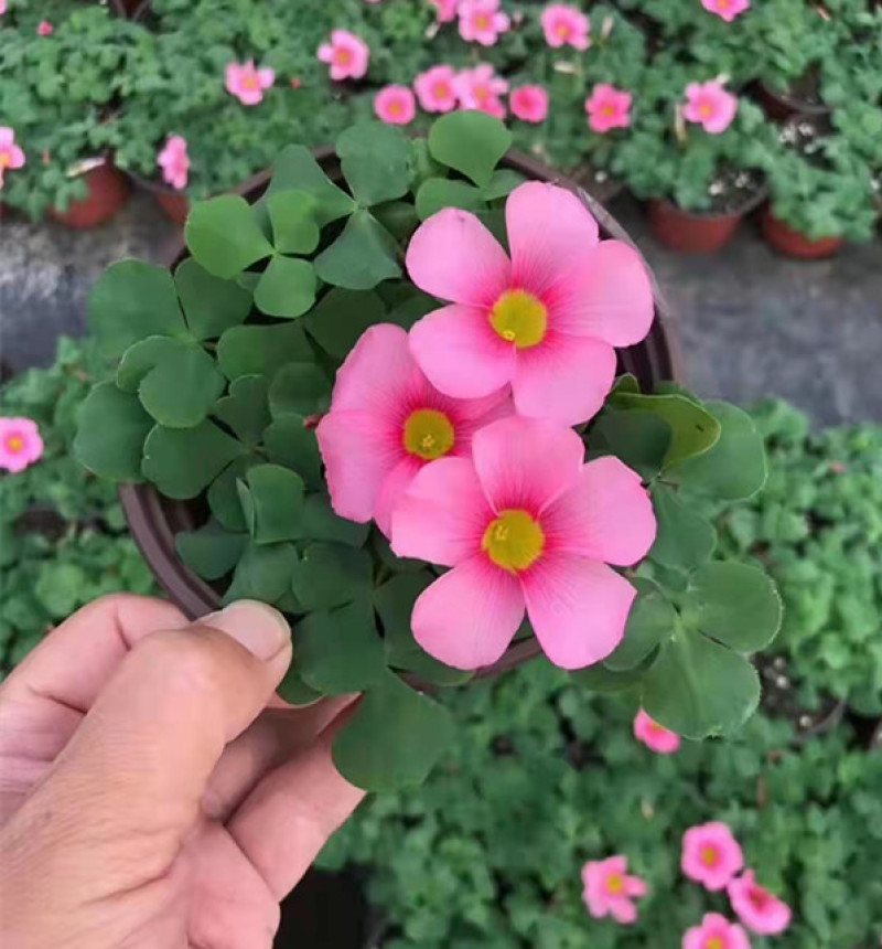 绿化酢浆草花卉大花芙蓉酢浆草红叶绿叶品种多样