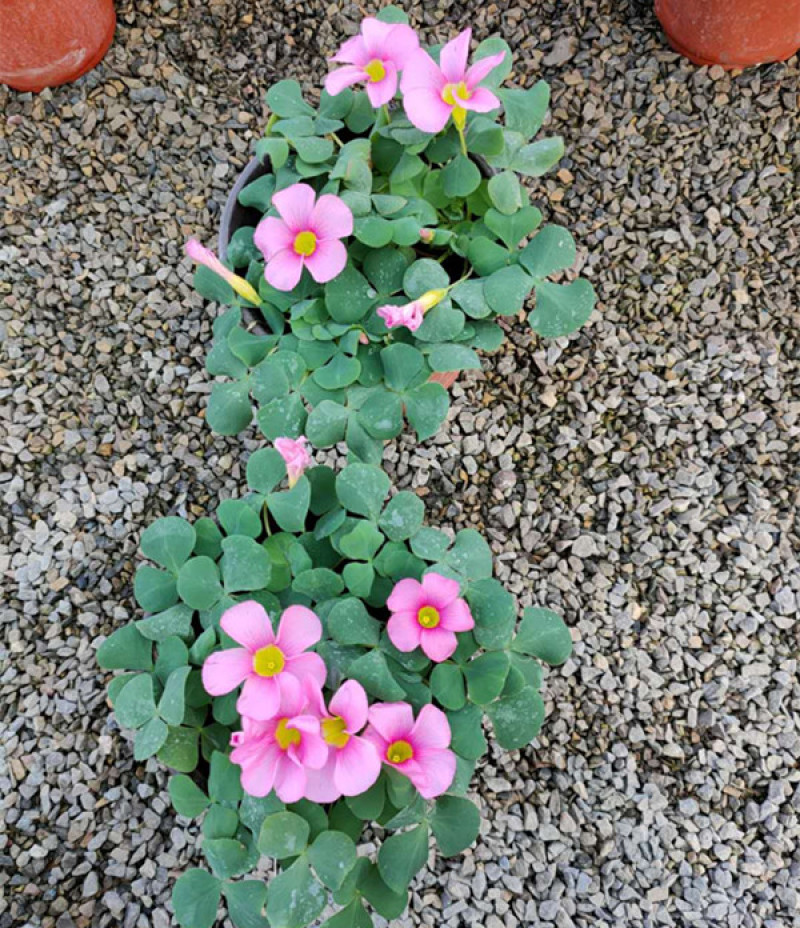 绿化酢浆草花卉大花芙蓉酢浆草红叶绿叶品种多样