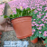 绿化酢浆草花卉大花芙蓉酢浆草红叶绿叶品种多样