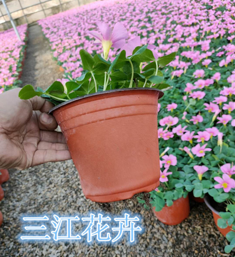 绿化酢浆草花卉大花芙蓉酢浆草红叶绿叶品种多样