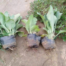 耐寒多年生黑心菊价格黑心菊种植基地大量供应价格低廉