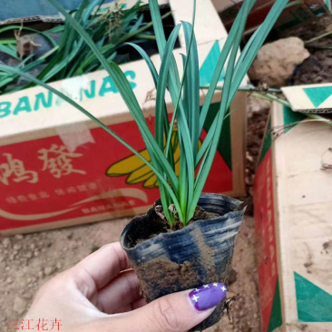红花石蒜又叫彼岸花营养杯苗一手货源苗圃直发