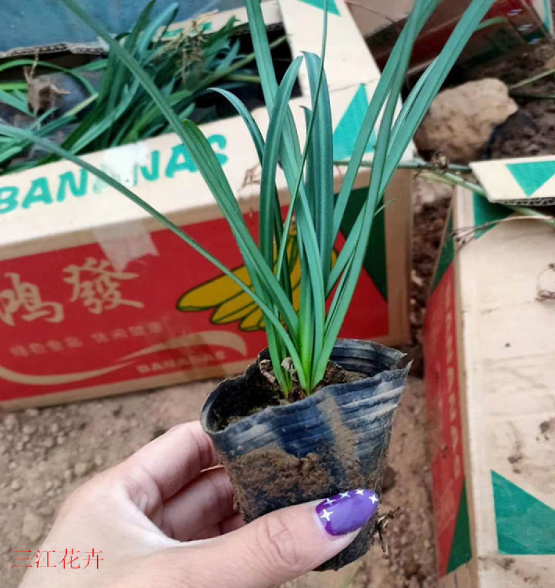 红花石蒜又叫彼岸花营养杯苗一手货源苗圃直发