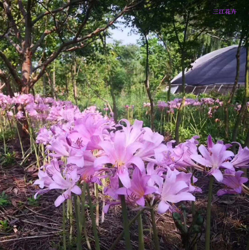 红花石蒜又叫彼岸花营养杯苗一手货源苗圃直发