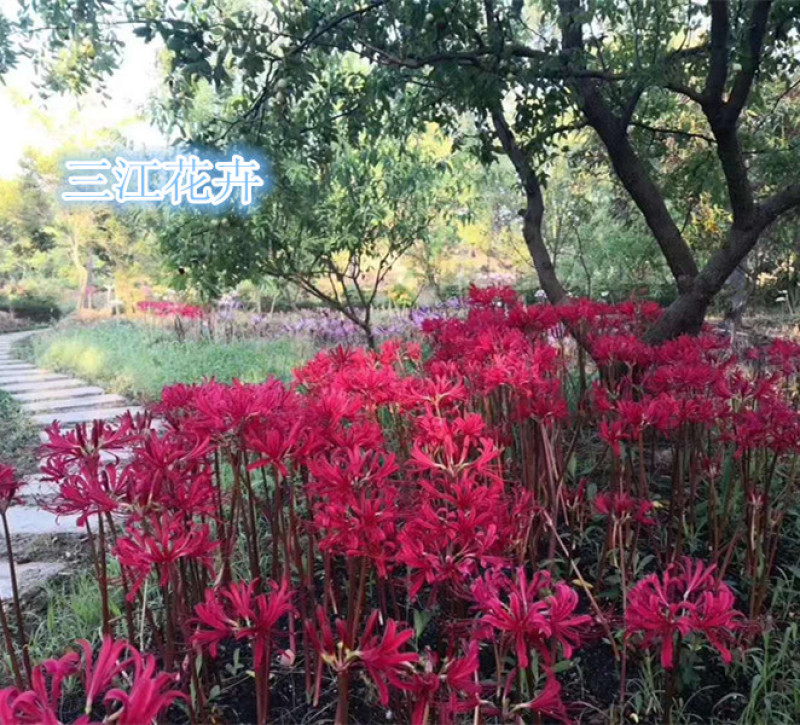 红花石蒜又叫彼岸花营养杯苗一手货源苗圃直发