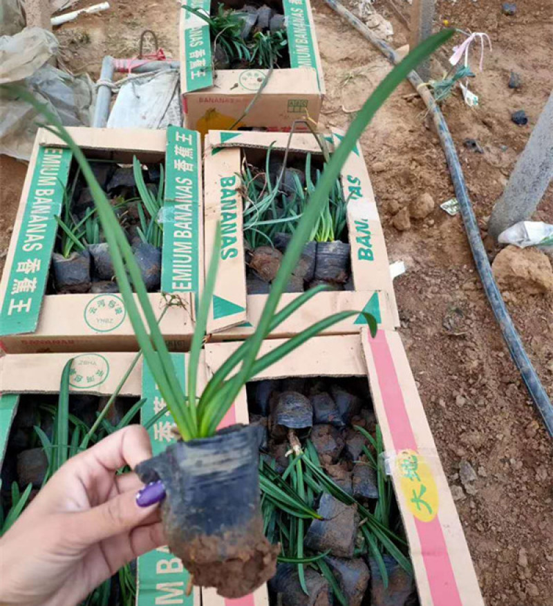 红花石蒜又叫彼岸花营养杯苗一手货源苗圃直发