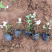 花叶络石批发花叶络石价格彩叶植物花叶络石基地