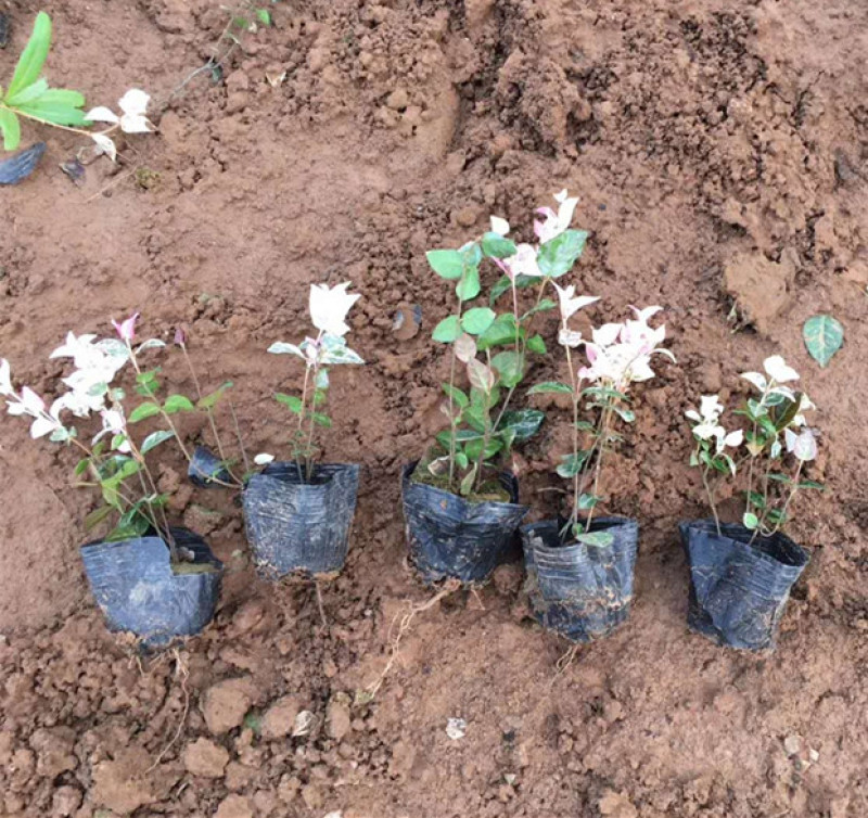 花叶络石批发花叶络石价格彩叶植物花叶络石基地