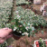 花叶络石批发花叶络石价格彩叶植物花叶络石基地