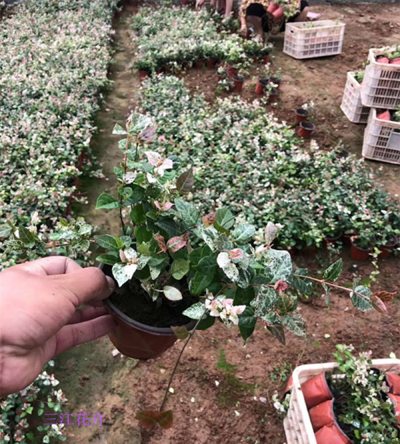 花叶络石批发花叶络石价格彩叶植物花叶络石基地