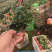 花叶络石批发花叶络石价格彩叶植物花叶络石基地