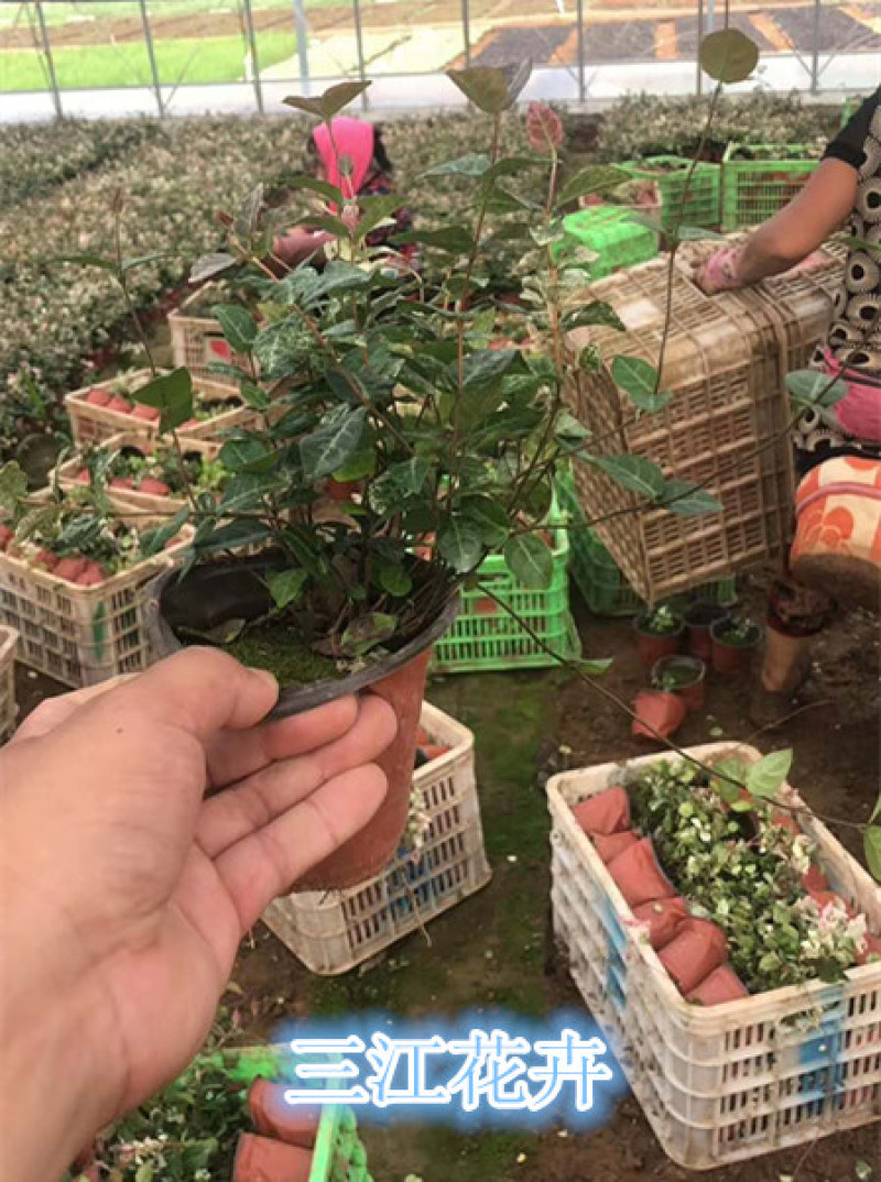 花叶络石批发花叶络石价格彩叶植物花叶络石基地