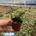 花叶络石批发花叶络石价格彩叶植物花叶络石基地
