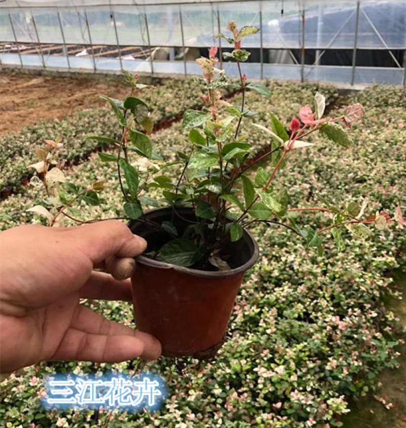 花叶络石批发花叶络石价格彩叶植物花叶络石基地