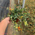 花叶络石批发花叶络石价格彩叶植物花叶络石基地