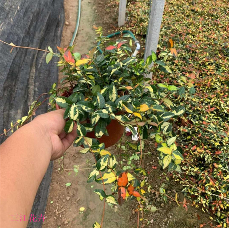 花叶络石批发花叶络石价格彩叶植物花叶络石基地