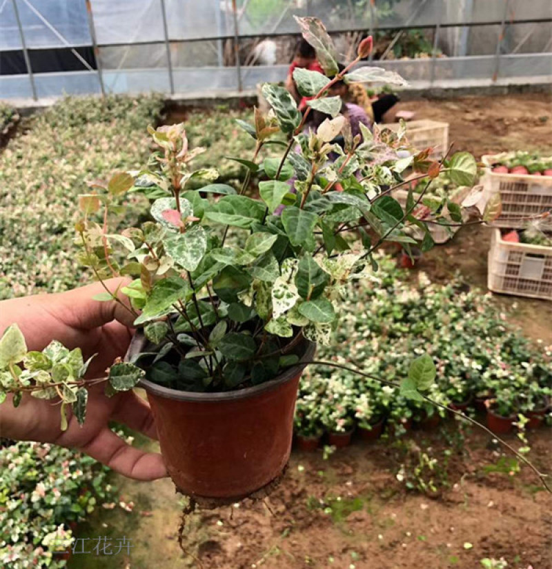 花叶络石批发花叶络石价格彩叶植物花叶络石基地