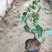 花叶络石批发花叶络石价格彩叶植物花叶络石基地