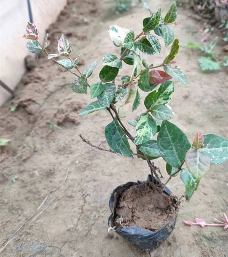 花叶络石批发花叶络石价格彩叶植物花叶络石基地