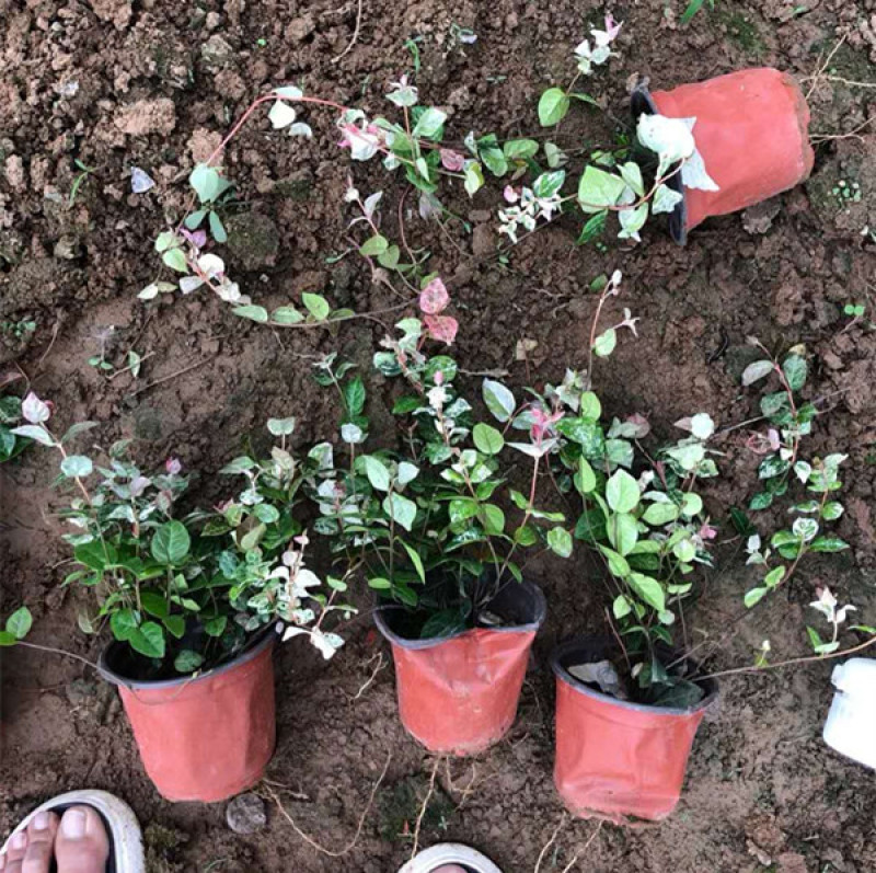 花叶络石批发花叶络石价格彩叶植物花叶络石基地